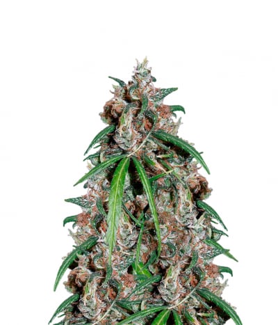 Green Haze Regular