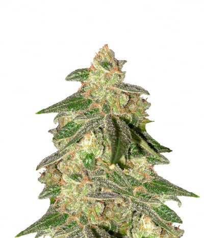 Magnum (FEM)