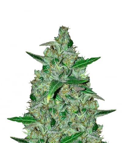 Mango Peyote
