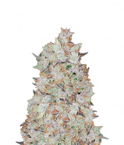 LA Cookies