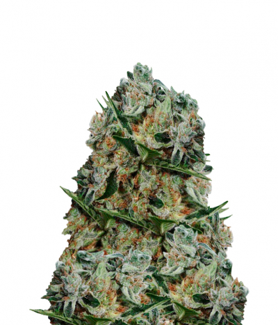 White Willow