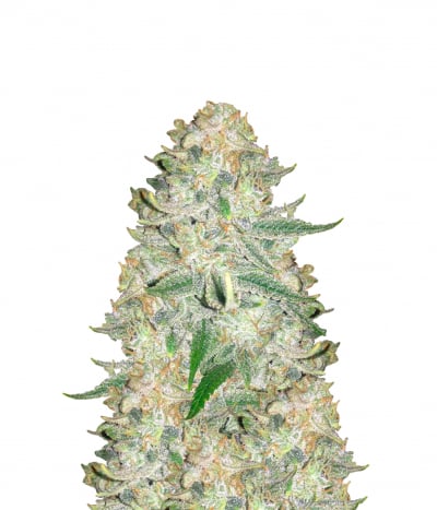 Grape OG