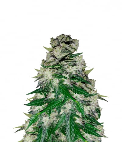 Blue Pyramid