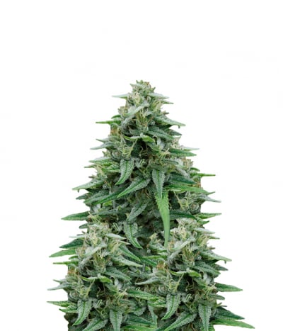 BC Lambsbread Auto