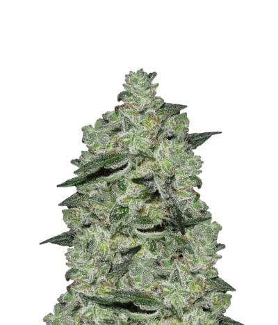Canadian OG Kush