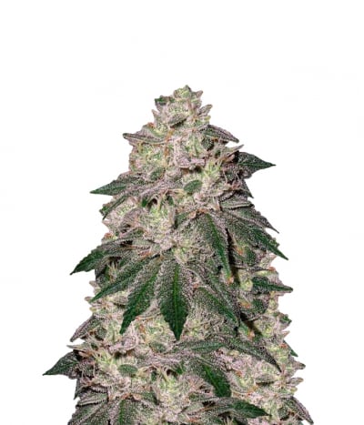 Canadian OG Kush Auto