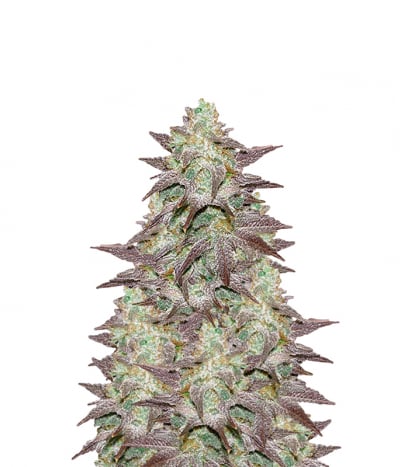 Cranberry Auto