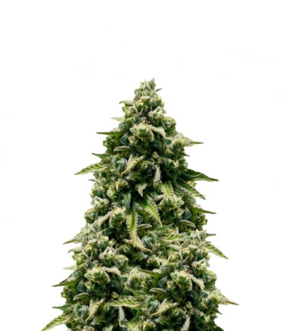 Grizzly Auto