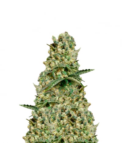 Original Diesel