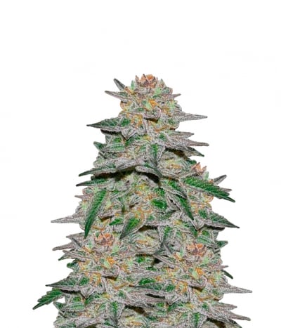 Original Diesel Auto