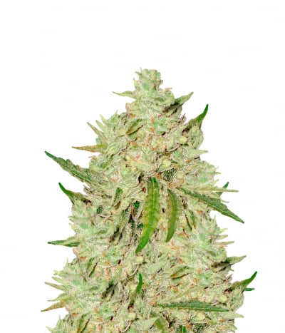 Auto Amnesia
