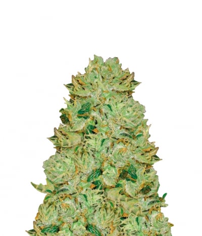 Auto Big Bud