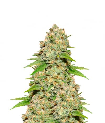 Auto Blueberry