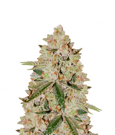 Trainwreck