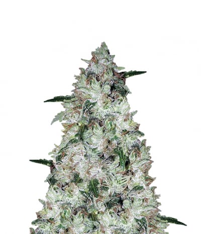 Auto OG Kush