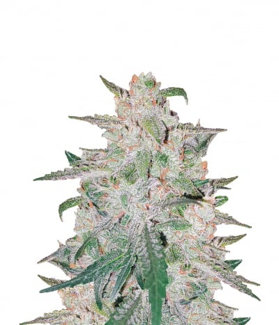 Auto Pineapple