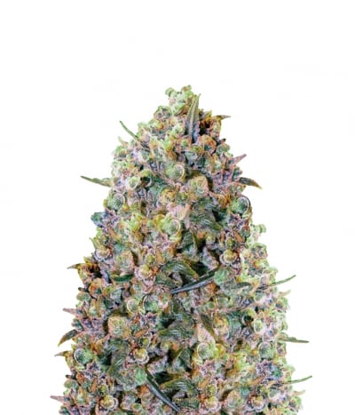 Big Bud