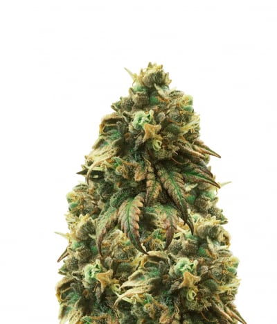 Jack Herer