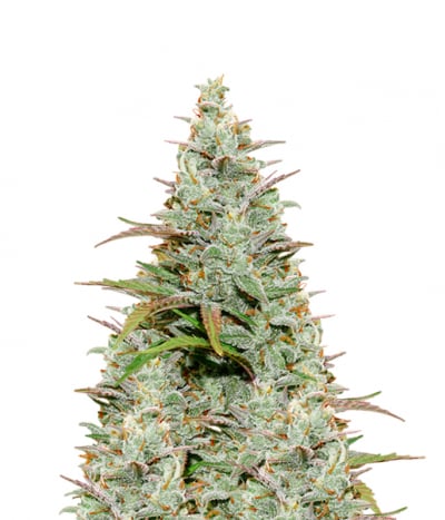 Mokum’s Tulip
