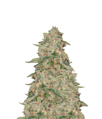 Sweet Zkittlez