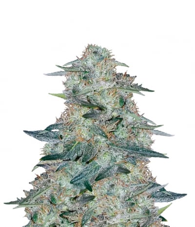 Nothern Cheese Haze