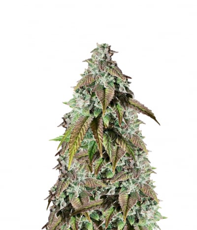 Orange Diesel