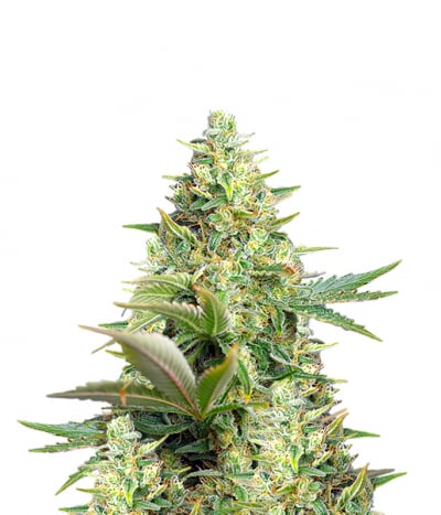 Sweet Pure Auto CBD