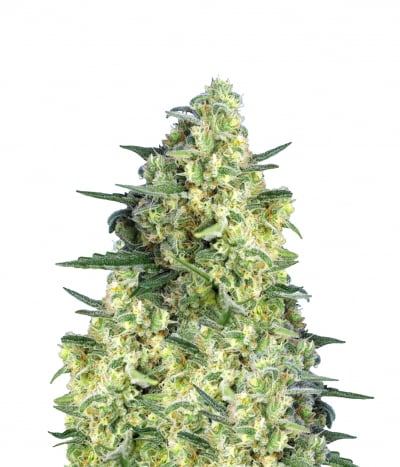 Jack 47 XL Auto