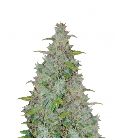 Auto Critical Orange Punch