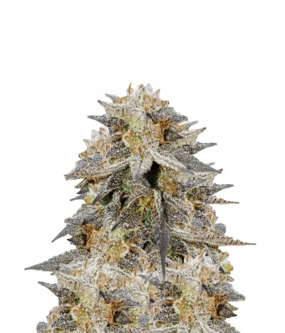 Durban (FEM)