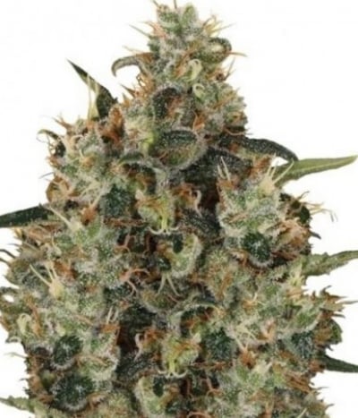 Medical Mass CBD