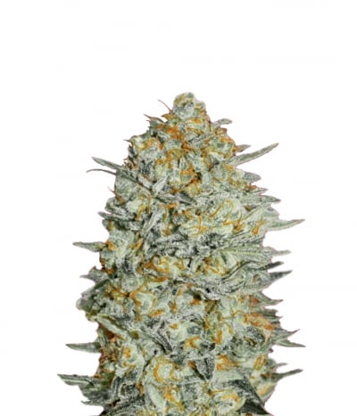 Gelato #33