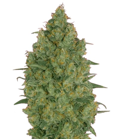 Strawberry Gum