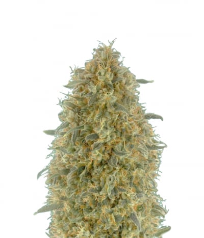 Gorilla Blue