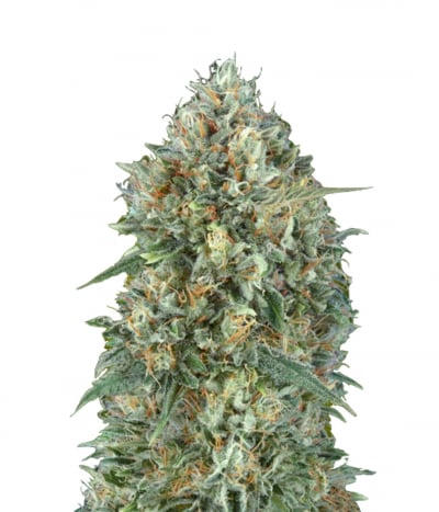 Auto Gelato #33