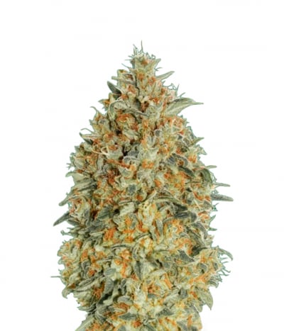 Auto Gorilla Blue
