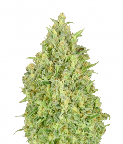 Auto Pineapple Glue