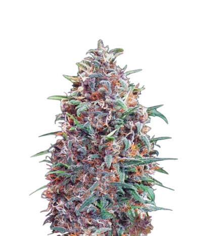 Auto Purple Diesel