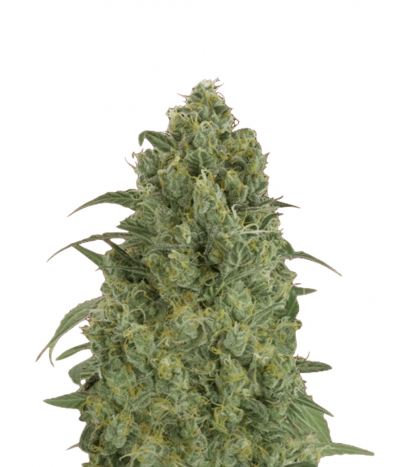 Auto Strawberry Gum