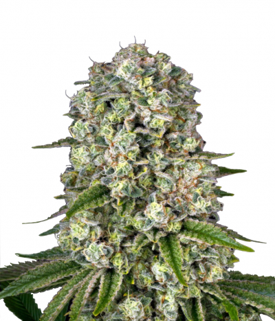 Tropicanna Banana