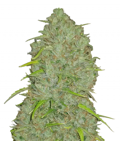 Original Auto Jack Herer
