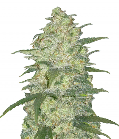 Original Auto White Widow