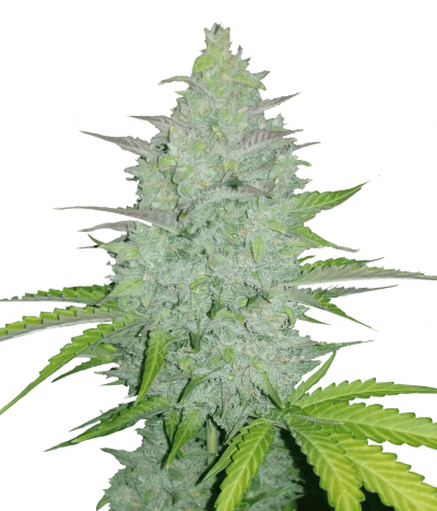 Original Auto Cheese