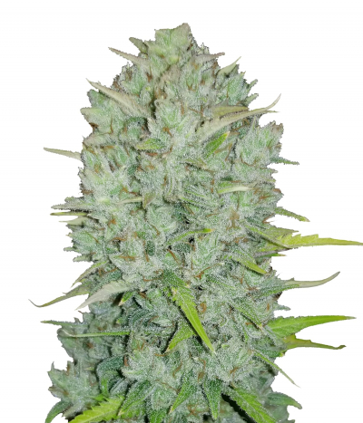 Original Auto Northern Lights