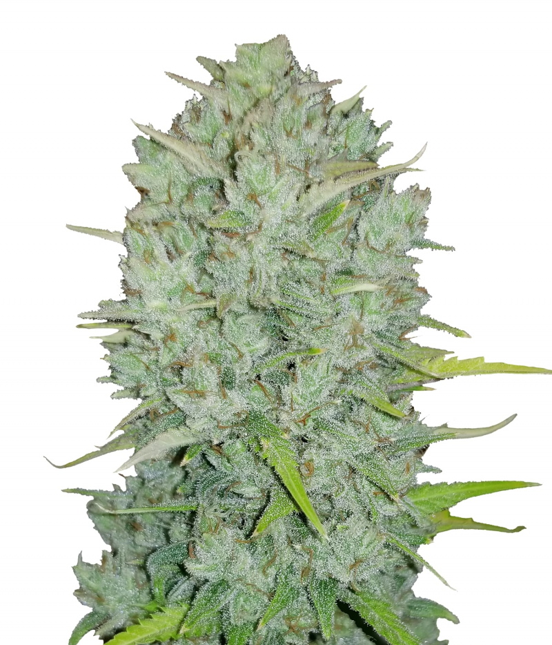 FastBuds | Northern Lights Auto Seeds | Green Parrot