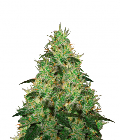 Afghani #1