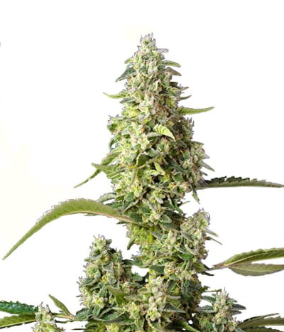 Gorilla Girl XL Auto