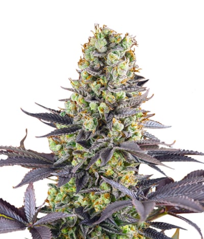Sweet Zkittlez