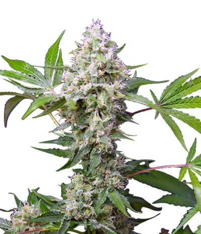 Sweet Amnesia Haze XL Auto