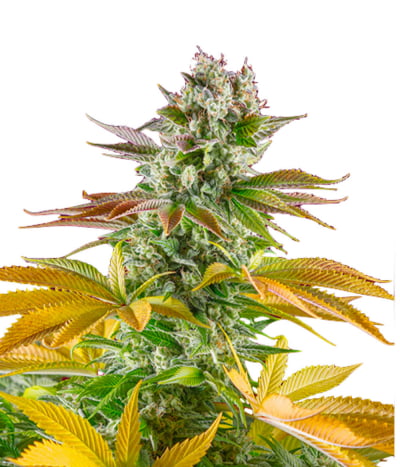 Gorilla Girl F1 Fast Version